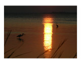 Herons fishing at sunset