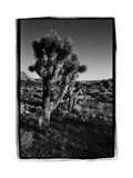Joshua Tree Forest  Utah