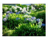 Agapanthus