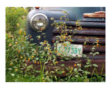Pokey Smells the Jewelweed