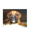 Roxy