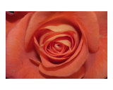 Bloomin peach rose