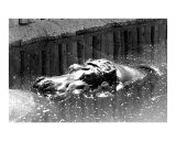 Hippo