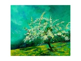 Apple tree in spring  landscape