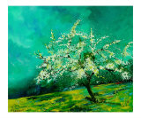 Apple tree in spring  landscape