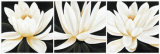 Water Lily Trio