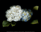 Hydrangea