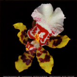 Tiger Orchid