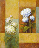 Blue and White Hydrangea