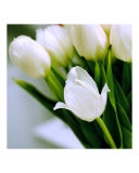 White Tulips II