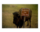 Buffalo Stands By These Words