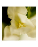 That Soft Flower