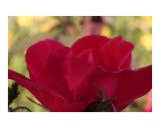 rose in a spring breeze