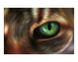 Hypnotic Cat's Eye