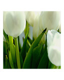 White Tulips I