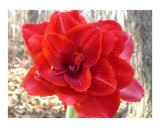 Amaryllis