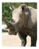 Rhino Profile