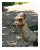 Camel Smile