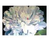 Peony  Up Close & Personal