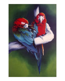 Colorful Companions