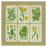 Flore II