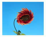 Natures Balance