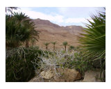 Ein Gedi Spa - Dead Sea area  Israel