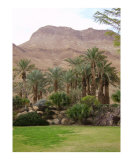 Ein Gedi Spa - Dead Sea area  Israel