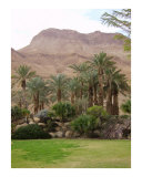Ein Gedi Spa - Dead Sea area  Israel