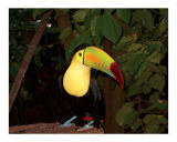 Toucan