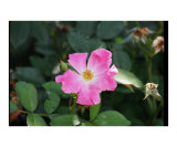 The desert shall rejoice  and blossom as the rose Isaiah 35:1