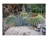 Cactus - Ein Gedi Spa - Dead Sea area  Israel
