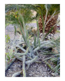 Cactus - Ein Gedi Spa - Dead Sea area  Israel