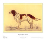 Hunting Dogs  Spaniel