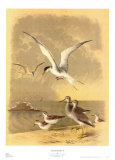 Coastal Dwellers I
