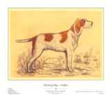 Hunting Dogs  Griffon