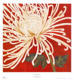 Spider Mum II