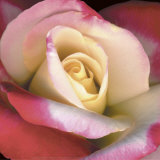 Blush Rose