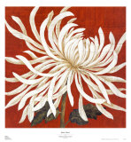 Spider Mum I