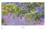 Wisteria