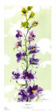Delphinium