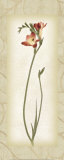 Blossom IV  Freesia