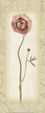 Blossom II  Ranunculus