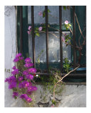 The Window