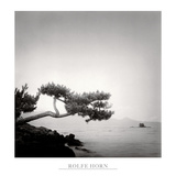 Two Branched Pine  Nakano Umi  Japan