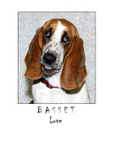 Basset Love