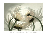 Spider Mums II