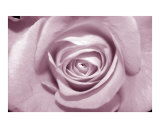 Princess pink rose