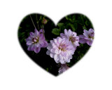 Detail of Dahlias in Bloom Refreshes the Soul - 2