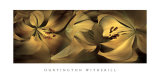 Lilies No 35